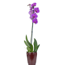 Load image into Gallery viewer, One Stem Purple Orchid No1504