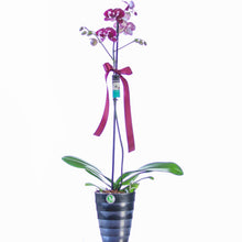Load image into Gallery viewer, One stem purple Orchid No1503