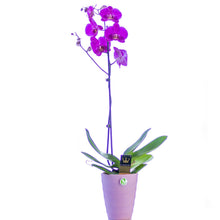 Load image into Gallery viewer, One stem purple Orchid No1505