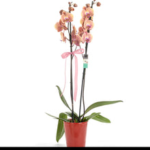 Load image into Gallery viewer, Two stem Peach Orchid No1511