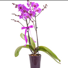 Load image into Gallery viewer, Two stem Purple Orchid No1514