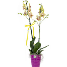 Load image into Gallery viewer, Two stem Yellow Orchid No1517