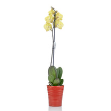Load image into Gallery viewer, One Stem Yellow Orchid No1508