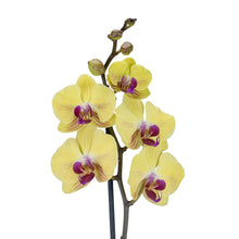 Load image into Gallery viewer, One Stem Yellow Orchid No1508