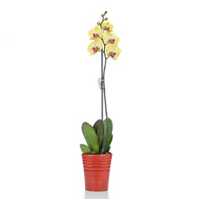 Load image into Gallery viewer, One Stem Yellow Orchid No1508