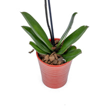 Load image into Gallery viewer, One Stem Yellow Orchid No1508