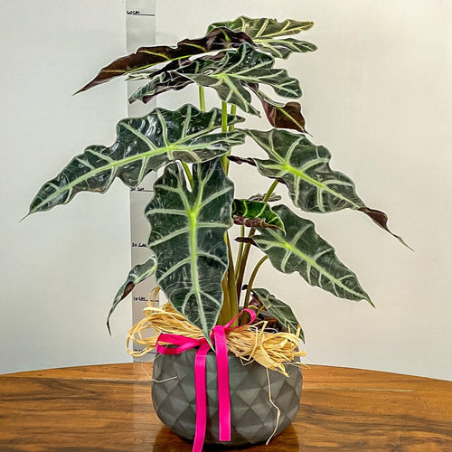 Potted plant with decorative pink ribbon on a wooden surface against a white wall