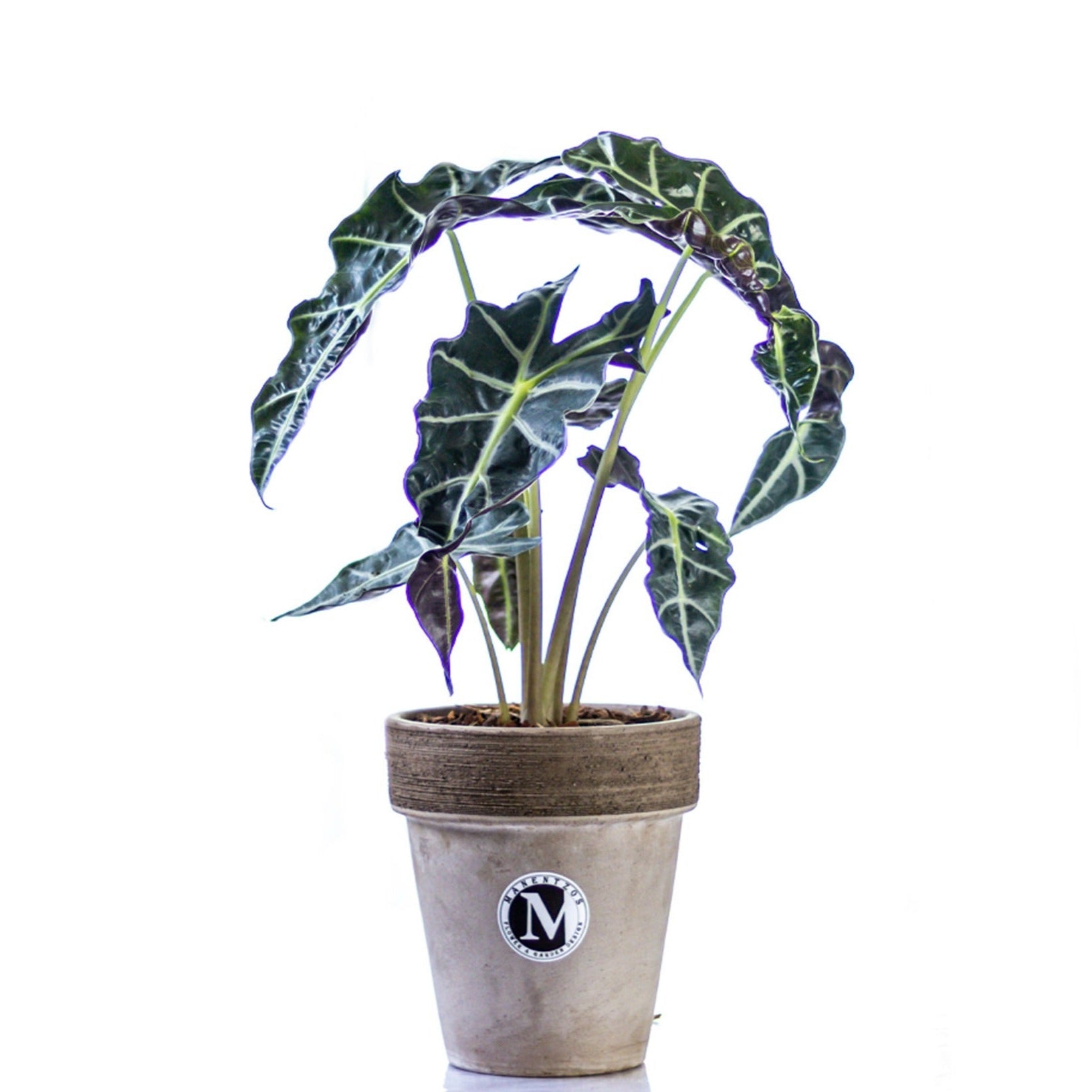 Potted plant with decorative leaves on a white background
