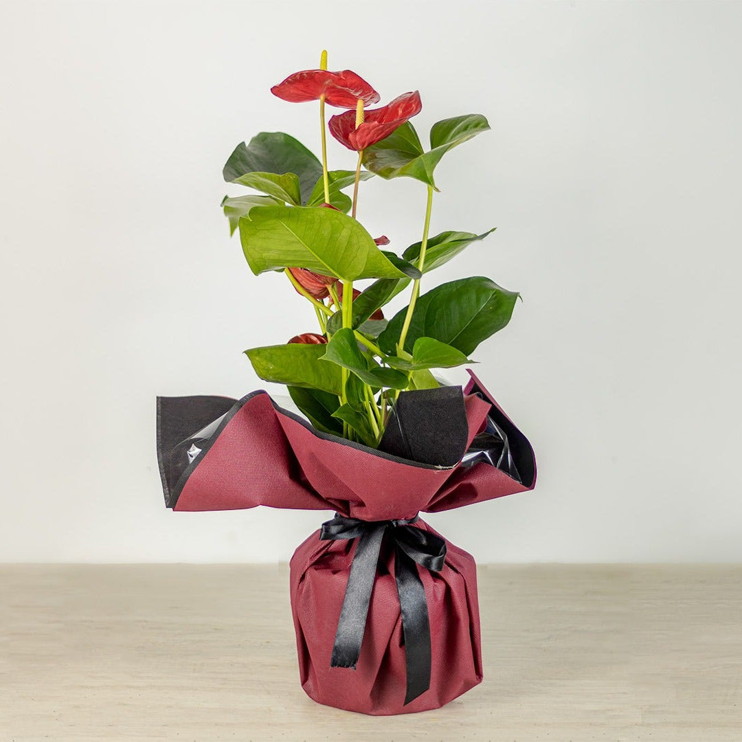 Potted plant wrapped in red paper with black ribbons on a light wooden surface.
