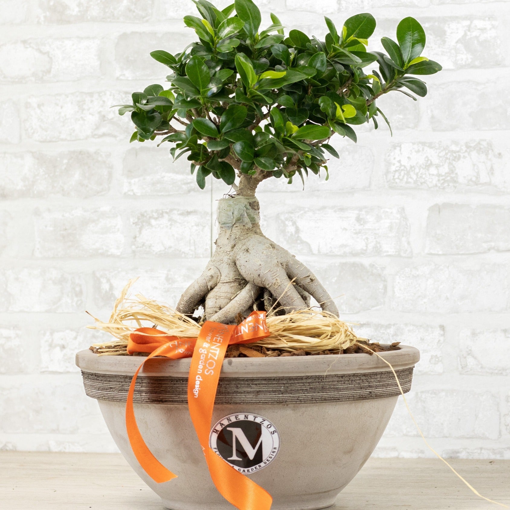 Bonsai tree in a pot with an orange ribbon on a white brick wall background