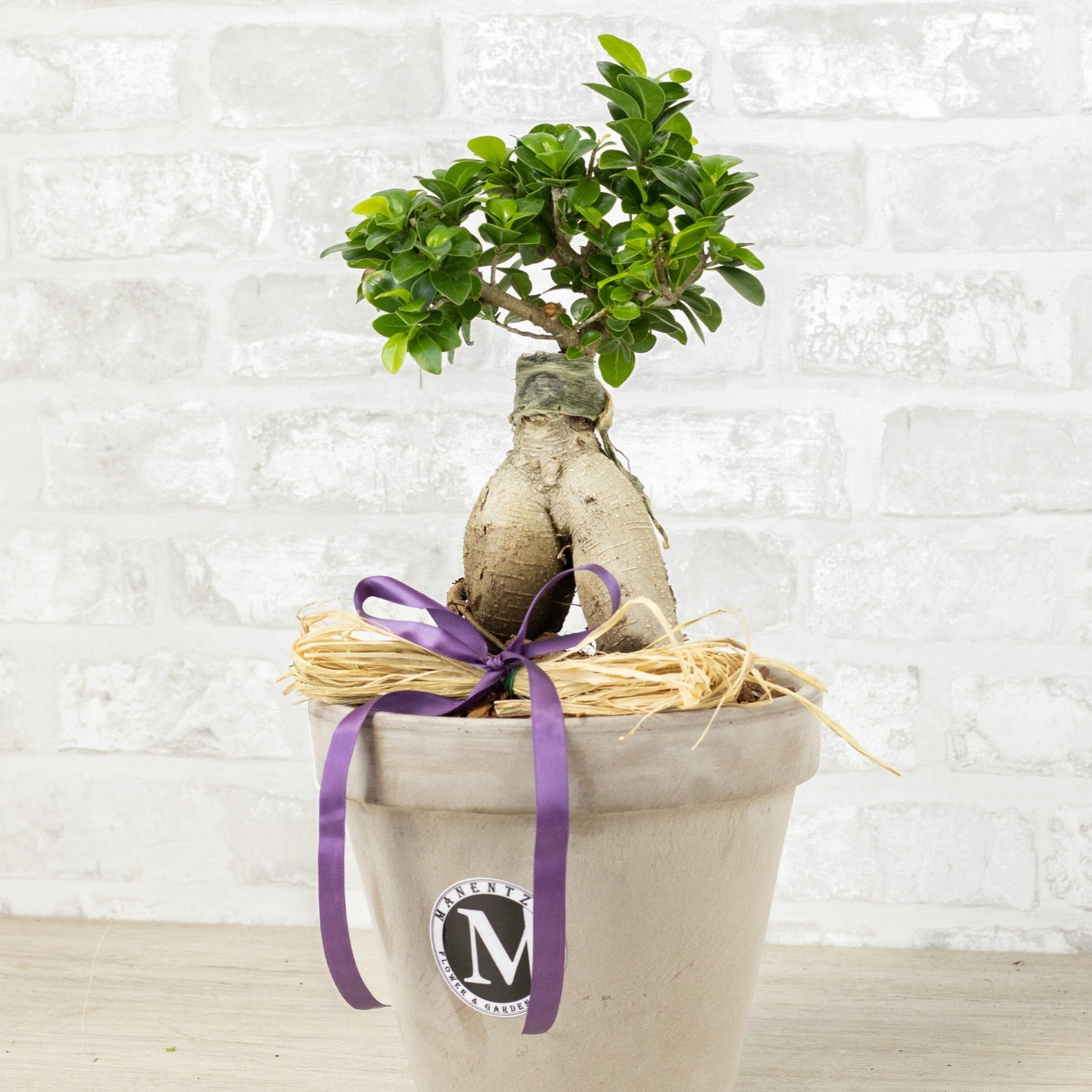 Small bonsai tree in a pot with a purple ribbon on a white brick wall background
