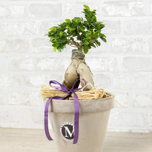 Small bonsai tree in a pot with a purple ribbon on a white brick wall background