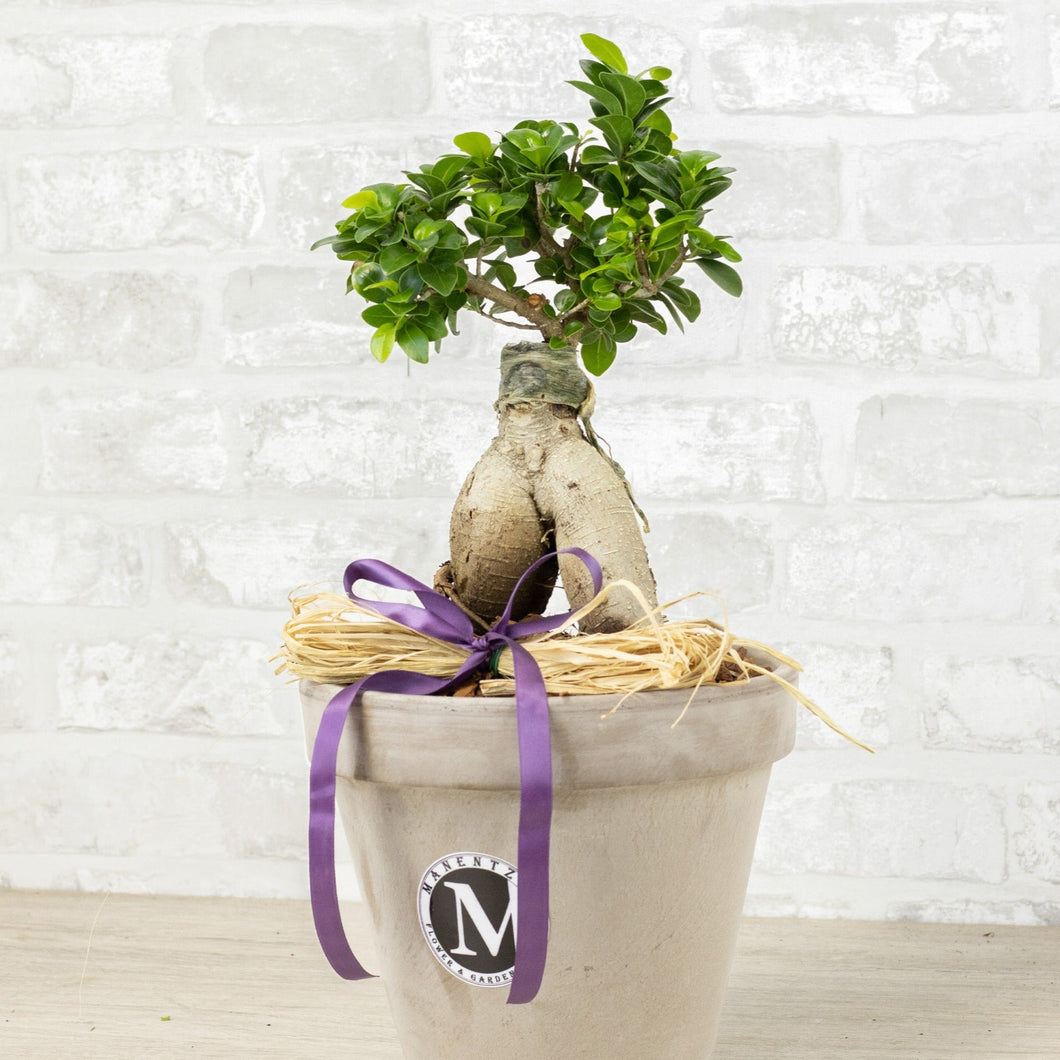 Small bonsai tree in a pot with a purple ribbon on a white brick wall background