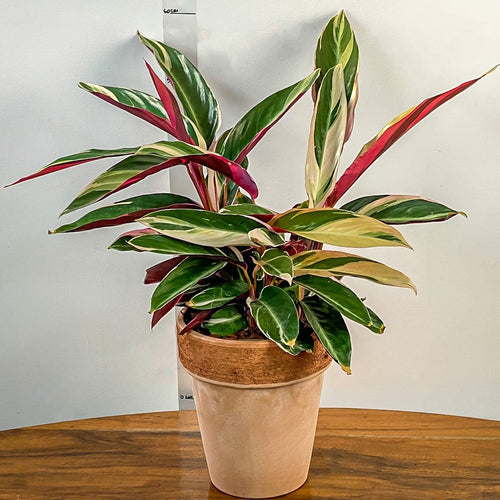 Potted plant with variegated leaves on a wooden table against a white wall