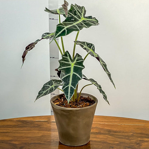Potted plant on a wooden table with a plain white background