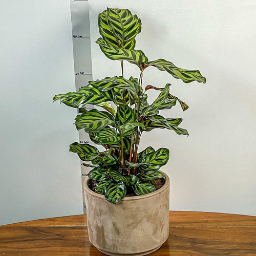 Potted plant with green leaves on a wooden surface against a white wall