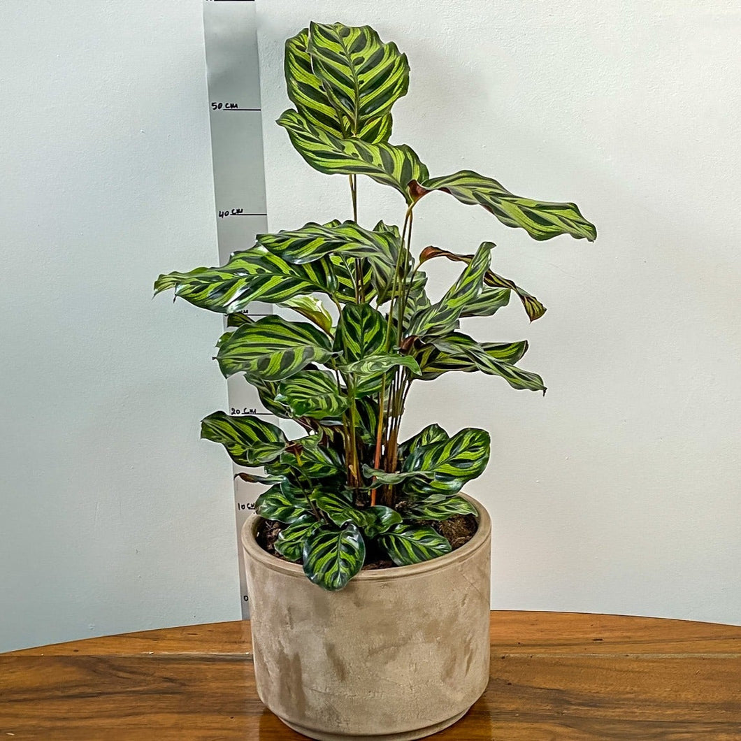 Potted plant with green leaves on a wooden surface against a white wall