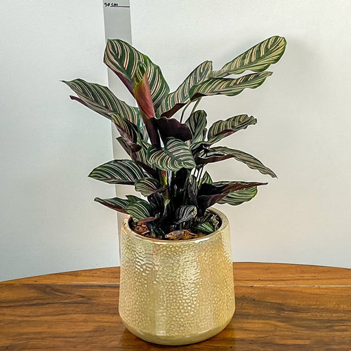 Potted plant on a wooden table with a plain background