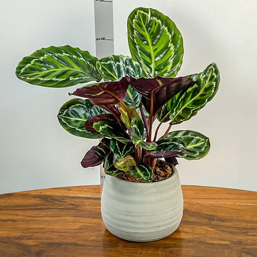Potted plant on a wooden table with a plain background