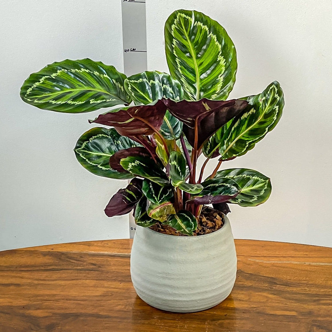 Potted plant on a wooden table with a plain background