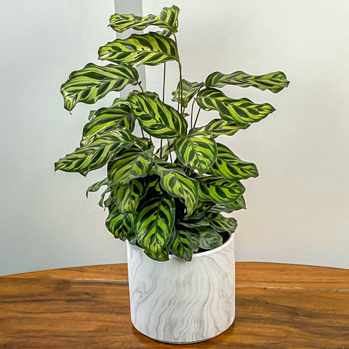 Green potted plant on a wooden table with a plain background