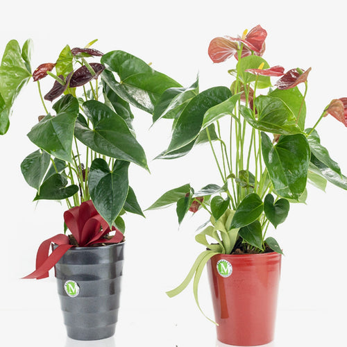 Two potted plants with red flowers on a white background