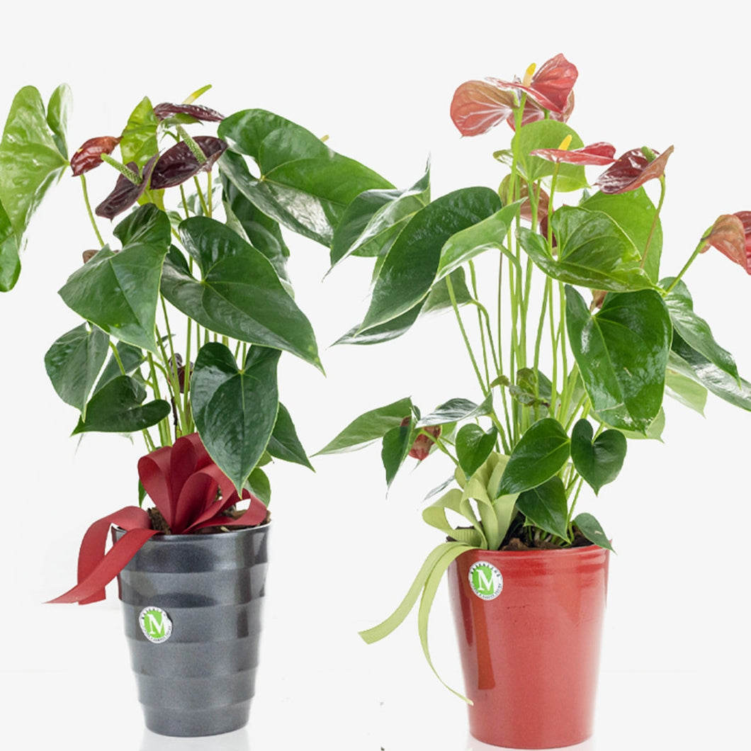 Two potted plants with red flowers on a white background