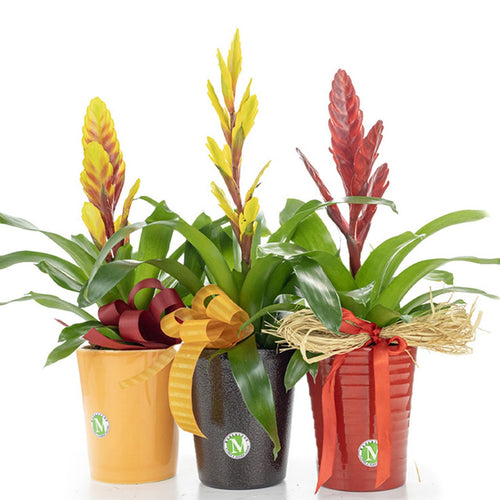 Three potted plants with colorful ribbons on a white background