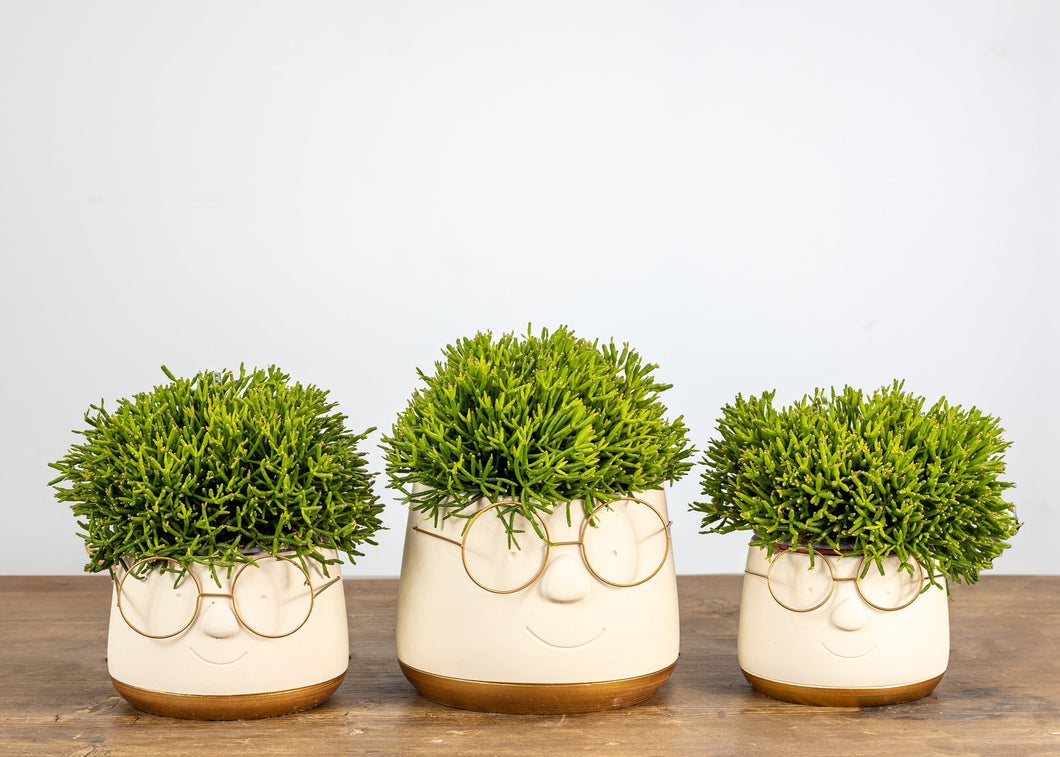 Cute Face Pot With succulent No1449
