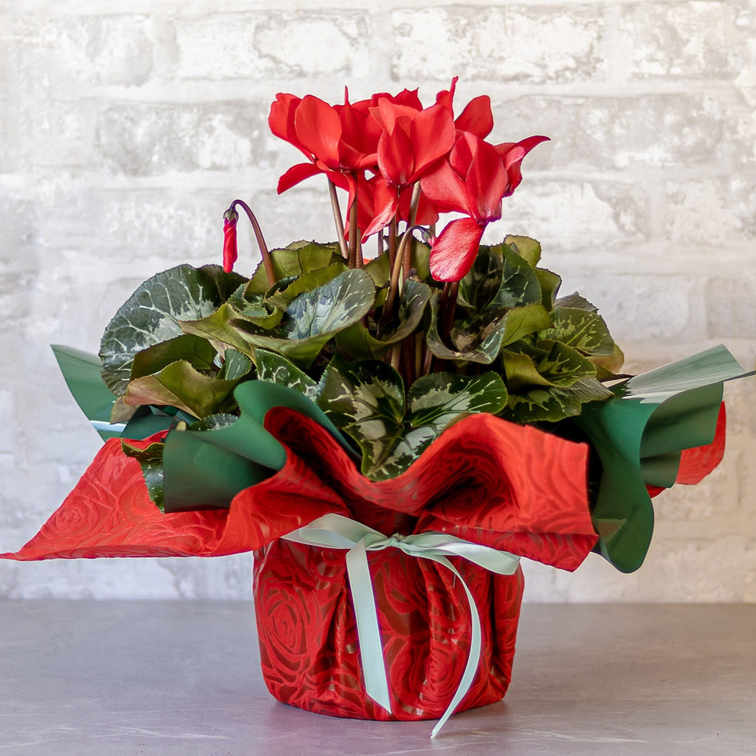 Cyclamen No1404