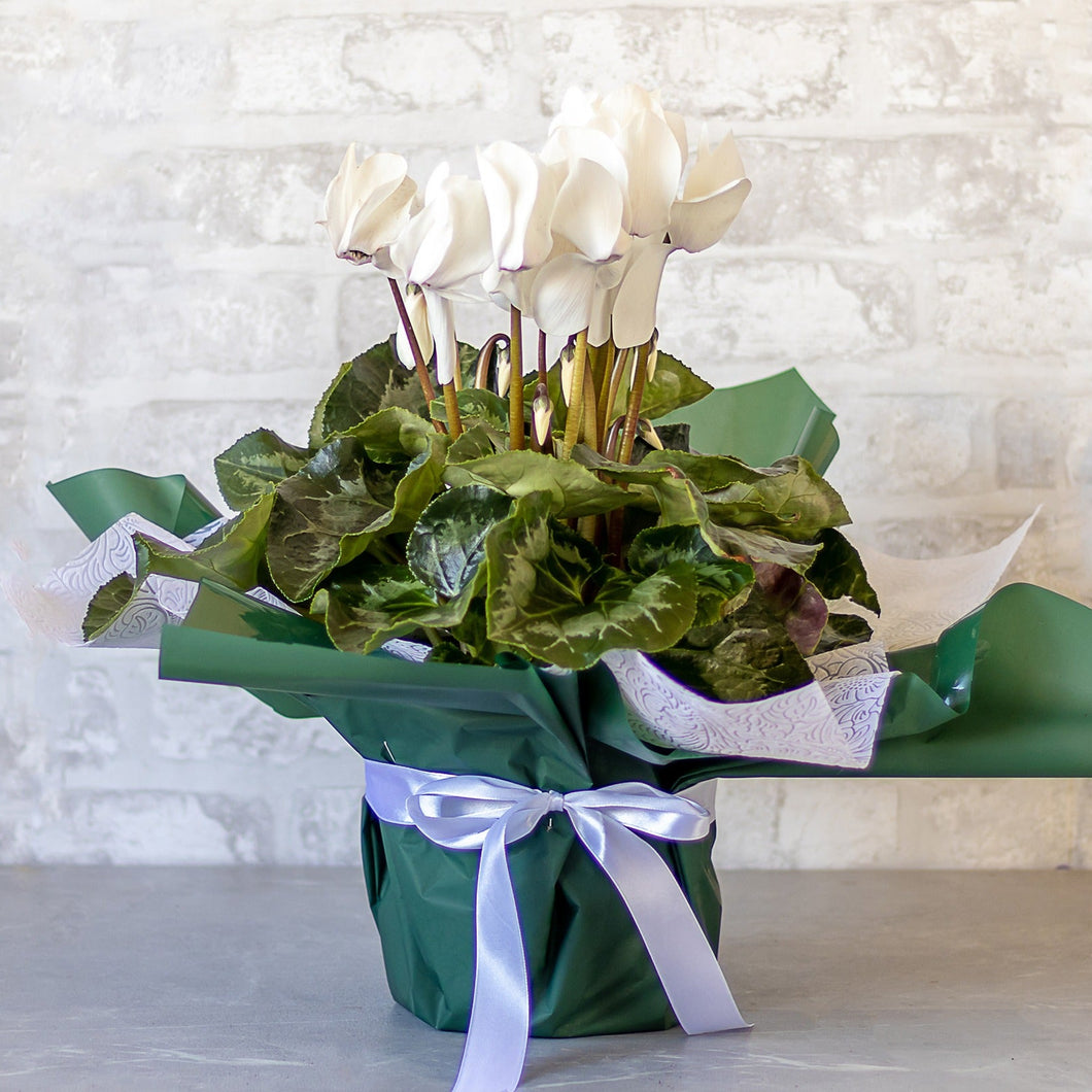 Cyclamen No1405