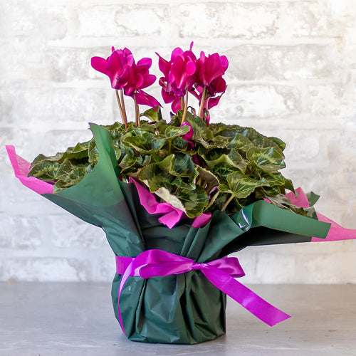 Bouquet of cyclamen flowers wrapped in green paper with pink ribbons on a light background