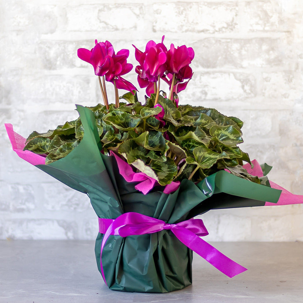 Bouquet of cyclamen flowers wrapped in green paper with pink ribbons on a light background