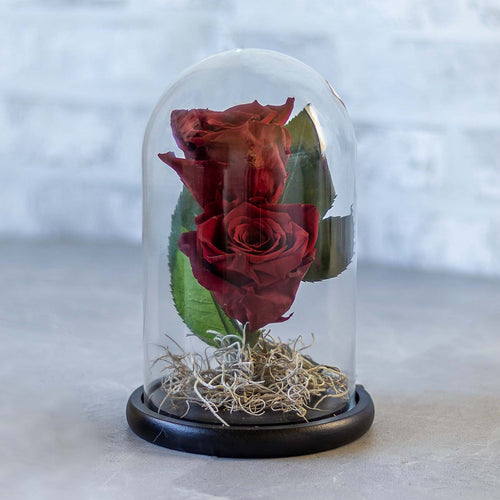 Red rose in a glass dome on a light gray surface with a white brick wall background