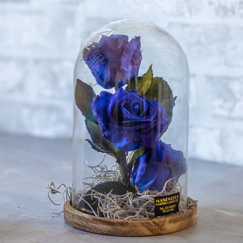 Glass dome with preserved blue roses on a wooden base against a white brick wall.