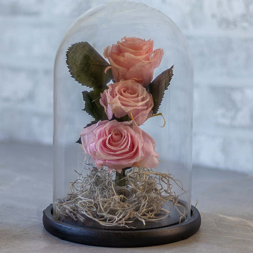 Pink roses inside a glass dome on a wooden surface with a white brick wall background