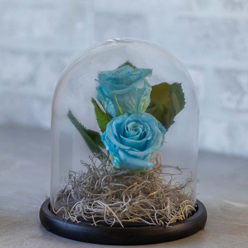 Two blue roses in a glass dome on a neutral background