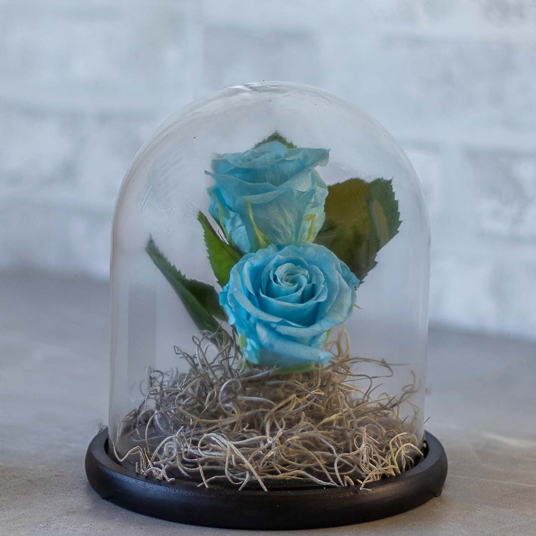 Two blue roses in a glass dome on a neutral background