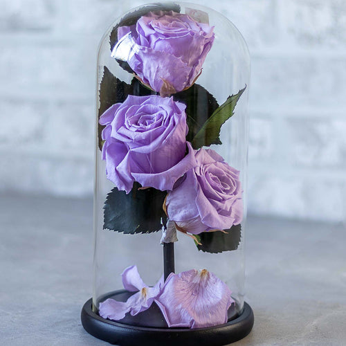 Purple roses in a glass dome on a gray surface with a blurred background