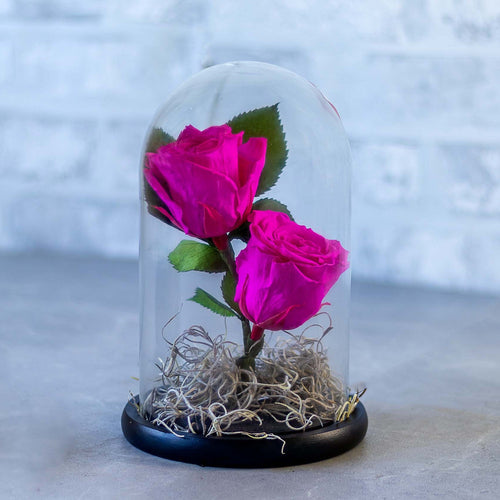 Two pink roses in a glass dome on a gray surface with a blurred white brick wall background.