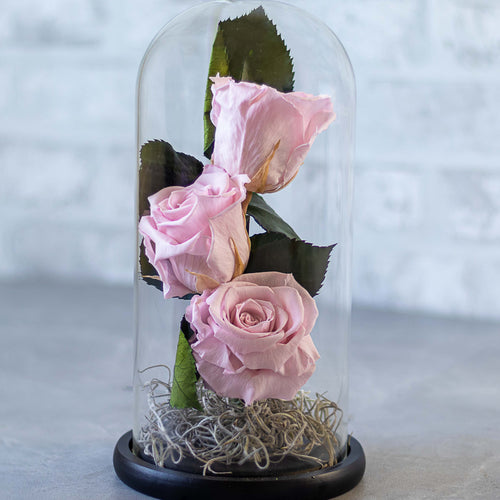 Pink roses inside a glass dome on a wooden surface with a blurred background