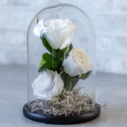 White roses in a glass dome on a gray surface with a light gray background