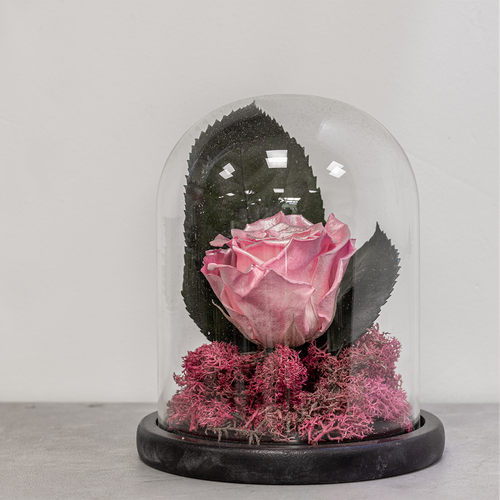 Pink rose in a glass dome with pink moss on a gray background