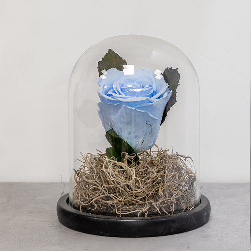 Blue rose in a glass dome on a gray surface with a blurred background
