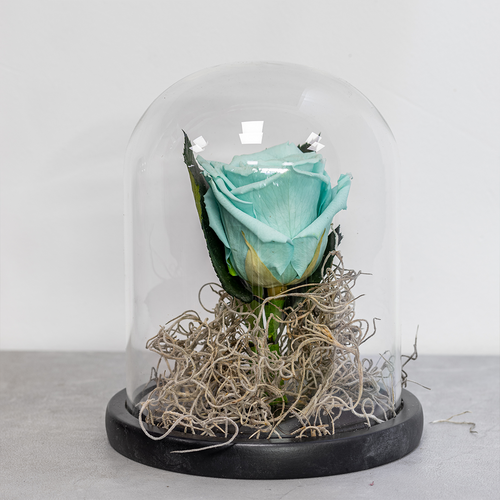 Turquoise rose in a glass dome on a gray surface with a blurred background