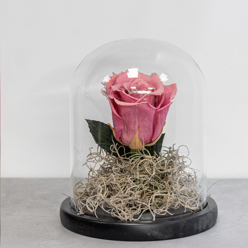 Pink rose in a glass dome on a gray surface with a blurred background