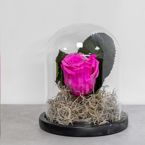 Pink rose in a glass dome on a gray surface with a blurred background