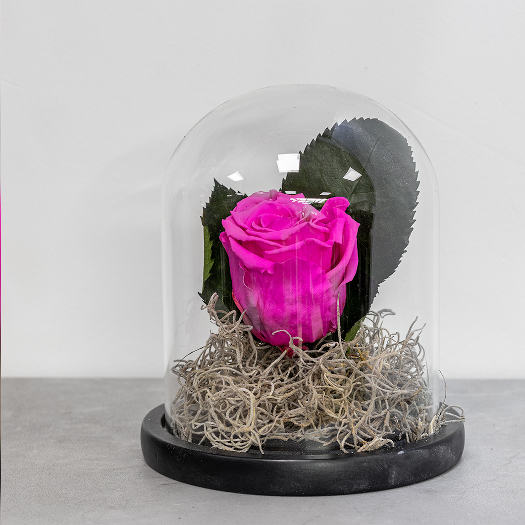 Pink rose in a glass dome on a gray surface with a blurred background