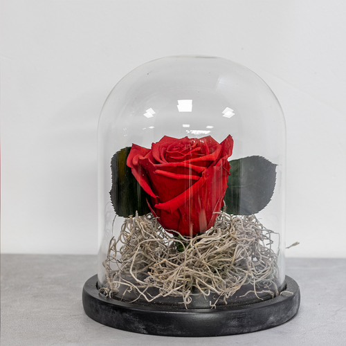Red rose in a glass dome on a gray surface with a blurred background