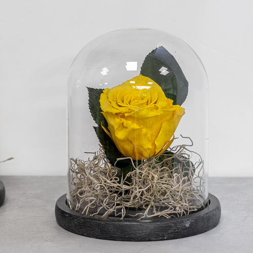 Yellow rose in a glass dome on a gray surface with a white background